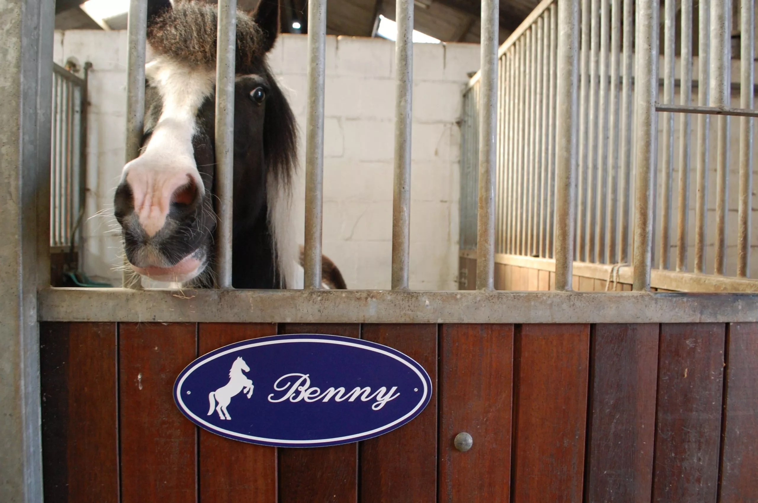 Naambord Paard - Afbeelding 5